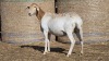 1 X BOSVELDER UNGRADED EWE YARI STOET