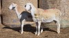 2 X BOSVELDER UNGRADED EWE YARI STOET (Per animal to take the lot)