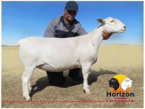 Lot 49 1x WIT DORPER Ooi/Ewe Peet Cilliers Vergesig Witdorper Stoet KUDDE