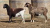 2 X BOSVELDER UNGRADED EWE YARI STOET (Per animal to take the lot)