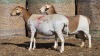 2 X BOSVELDER UNGRADED EWE YARI STOET (Per animal to take the lot)