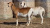2 X BOSVELDER UNGRADED EWE YARI STOET (Per animal to take the lot)