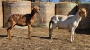 2 X BOSVELDER UNGRADED EWE YARI STOET (Per animal to take the lot)