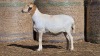 1 X BOSVELDER UNGRADED EWE YARI STOET