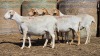 4 X BOSVELDER UNGRADED EWE YARI STOET (Per animal to take the lot)