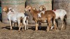 4 X BOSVELDER UNGRADED EWE YARI STOET (Per animal to take the lot)