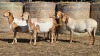 4 X BOSVELDER UNGRADED EWE YARI STOET (Per animal to take the lot)