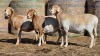 4 X BOSVELDER UNGRADED EWE YARI STOET (Per animal to take the lot)