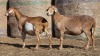 2 X BOSVELDER UNGRADED EWE YARI STOET (Per animal to take the lot)