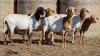 5 X BOSVELDER UNGRADED EWE YARI STOET (Per animal to take the lot)