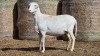 1 X BOSVELDER UNGRADED EWE YARI STOET