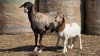 1+1 X BOSVELDER UNGRADED EWE YARI STOET