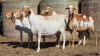 5 X BOSVELDER UNGRADED EWE YARI STOET (Per animal to take the lot)