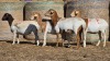 4 X BOSVELDER UNGRADED EWE YARI STOET (Per animal to take the lot)