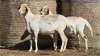 2 X BOSVELDER UNGRADED EWE YARI STOET (Per animal to take the lot)