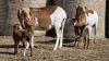 2+2 X BOSVELDER UNGRADED EWE YARI STOET (Per animal to take the lot)