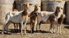 3+3 X BOSVELDER UNGRADED EWE YARI STOET (Per animal to take the lot)