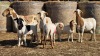 3+3 X BOSVELDER UNGRADED EWE YARI STOET (Per animal to take the lot)