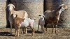 2+2 X BOSVELDER UNGRADED EWE YARI STOET (Per animal to take the lot)