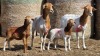 2+2 X BOSVELDER UNGRADED EWE YARI STOET (Per animal to take the lot)