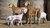 2+3 X BOSVELDER UNGRADED EWE YARI STOET (Per animal to take the lot)