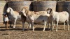 3+3 X BOSVELDER UNGRADED EWE YARI STOET (Per animal to take the lot)