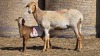 1+1 X BOSVELDER UNGRADED EWE YARI STOET