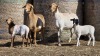 2+2 X BOSVELDER UNGRADED EWE YARI STOET (Per animal to take the lot)