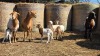 3+4 X BOSVELDER UNGRADED EWE YARI STOET (Per animal to take the lot)