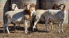 6 X BOSVELDER UNGRADED RAM YARI STOET (Per animal to take the lot)