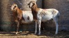 2 X BOSVELDER UNGRADED RAM YARI STOET (Per animal to take the lot)
