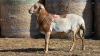 1 X BOSVELDER UNGRADED RAM YARI STOET