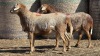 2 X BOSVELDER UNGRADED RAM YARI STOET (Per animal to take the lot)