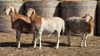 3 X BOSVELDER UNGRADED RAM YARI STOET (Per animal to take the lot)
