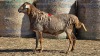1 X BOSVELDER UNGRADED RAM YARI STOET