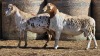 2 X BOSVELDER UNGRADED RAM YARI STOET (Per animal to take the lot)