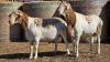 2 X BOSVELDER UNGRADED RAM YARI STOET (Per animal to take the lot)
