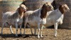 3 X BOSVELDER UNGRADED RAM YARI STOET (Per animal to take the lot)