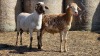 2 X BOSVELDER UNGRADED RAM YARI STOET (Per animal to take the lot)