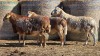 3 X BOSVELDER UNGRADED RAM YARI STOET (Per animal to take the lot)
