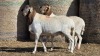 2 X BOSVELDER UNGRADED RAM YARI STOET (Per animal to take the lot)
