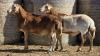 2 X BOSVELDER UNGRADED RAM YARI STOET (Per animal to take the lot)