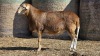 1 X BOSVELDER UNGRADED RAM YARI STOET