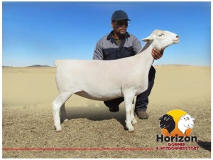 Lot 62 1x WIT DORPER Ooi/Ewe Peet Cilliers Vergesig Witdorper Stoet TIEPE 5