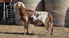 1 X BOSVELDER UNGRADED RAM YARI STOET