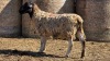 WITHDRAWN - 1 X DORPER UNGRADED RAM YARI STOET