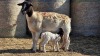 1+1 X DORPER UNGRADED EWE YARI STOET