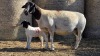1+1 X DORPER UNGRADED EWE YARI STOET