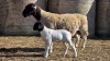 1+1 X DORPER UNGRADED EWE YARI STOET