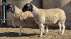 2 X DORPER UNGRADED EWE YARI STOET (Per animal to take the lot)